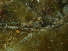 Palaemon intermedius