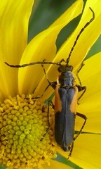 Chauliognathus deceptus