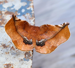 Garaeus apicata
