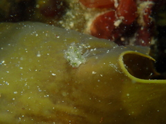 Polybranchia pallens