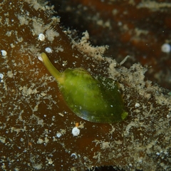 Electroma papilionacea