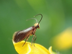 Micropterix calthella