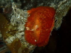 Madrella ferruginosa