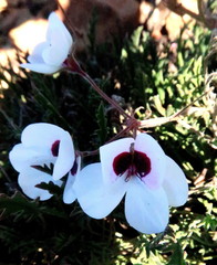 Pelargonium tricolor