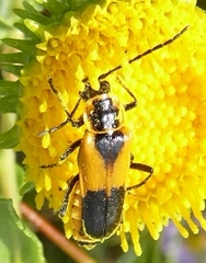 Chauliognathus deceptus