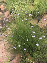 Wahlenbergia undulata