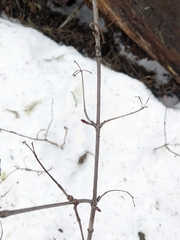 Viburnum edule