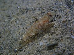 Nesogobius