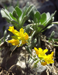 Physaria acutifolia