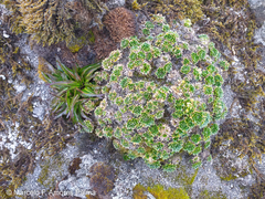 Eudema nubigena