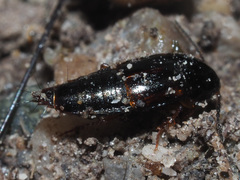 Tachinus laticollis