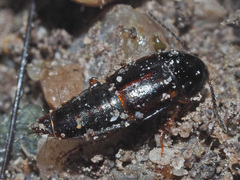 Tachinus laticollis