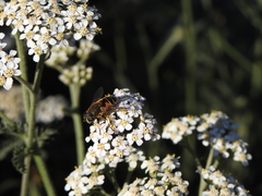 Eristalis croceimaculata