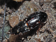 Tachinus laticollis