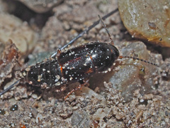 Tachinus laticollis