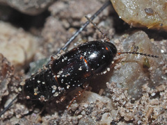 Tachinus laticollis