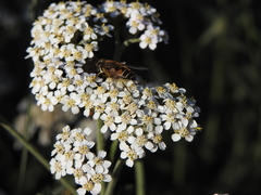 Eristalis croceimaculata