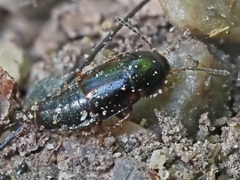 Tachinus laticollis
