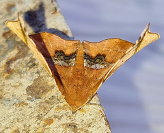 Garaeus apicata