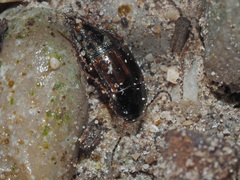 Tachinus laticollis