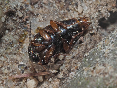Tachinus laticollis