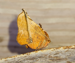 Garaeus apicata