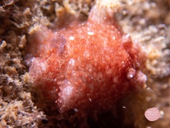 Carminodoris