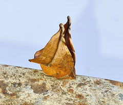 Garaeus apicata