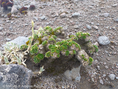 Eudema nubigena