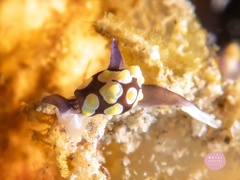 Colpodaspis thompsoni