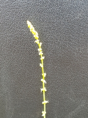 Lophiocarpus tenuissimus