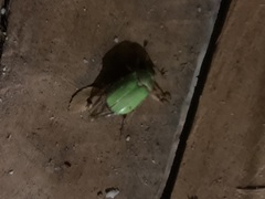 Brachysternus prasinus