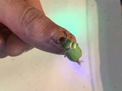 Brachysternus prasinus