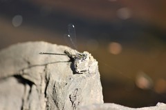 Miniargiolestes minimus