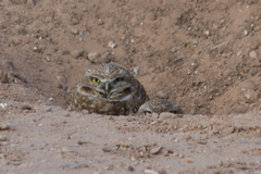 Athene cunicularia
