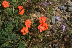 Lysimachia collina image