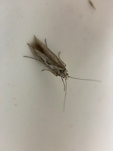 iNaturalist observation photo of Curved-horn Moths