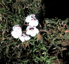 Pelargonium tricolor