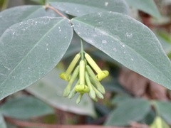 Wikstroemia nutans