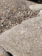 Neocicindela tuberculata