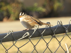 Zonotrichia leucophrys