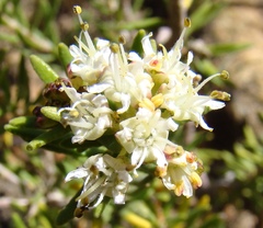 Agathosma foetidissima