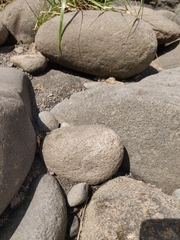 Neocicindela tuberculata