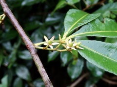Zanthoxylum asiaticum