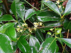 Zanthoxylum asiaticum