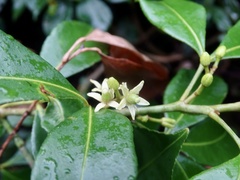 Zanthoxylum asiaticum