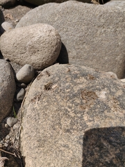 Neocicindela tuberculata