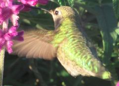Calypte anna