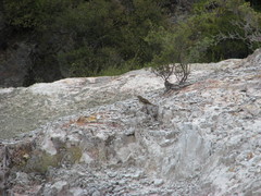 Anthus novaeseelandiae