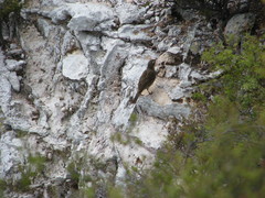 Anthus novaeseelandiae